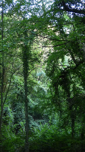 Congo (à Rocquement)